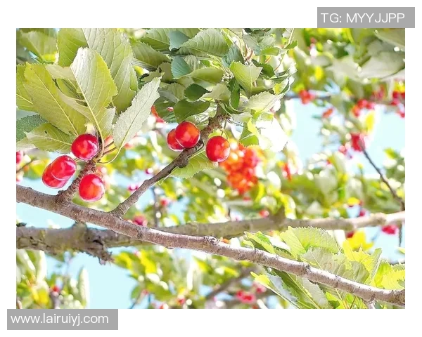 果园采摘体验：畅游果香四溢的自然乐园，享受亲手采摘的欢乐与美味